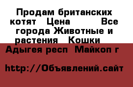 Продам британских котят › Цена ­ 500 - Все города Животные и растения » Кошки   . Адыгея респ.,Майкоп г.